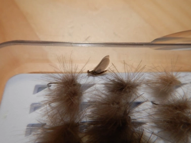 Five hours Five hours