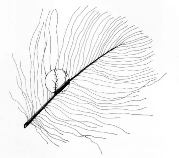 Overall (Type 1) CDC feather. Overall (Type 1) CDC feather.