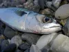 User submitted picture: late summer mackerel